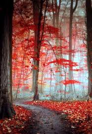40 Fascinating Photographs Of Forest Paths To Another World Bored Art Beautiful Nature Nature Photography Nature