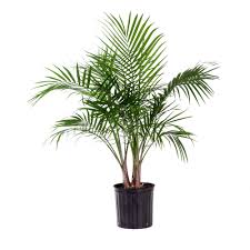 ~macarthur palm tree~ ptychosperma macarthurii palm potted plant small seedling. United Nursery Majesty Palm Plant In 9 25 In Grower Pot 20736 The Home Depot