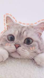 Check spelling or type a new query. Cute Cat Wallpaper Hd Pinterest Novocom Top