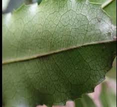 Image result for Cassipourea congoensis