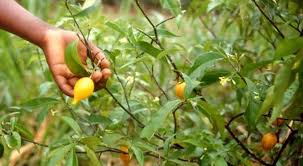 Image result for Tabernanthe