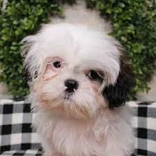 Americanlisted has classifieds in joplin, missouri for dogs and cats. Shih Tzu Puppies For Sale Joplin