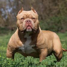 Breeding only the very best blue english bulldogs & frenchie puppies. French Bulldog Puppies For Sale Ny Your True Fr