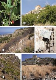 Image result for Searsia monticola