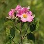 prairie rose for sale from mowildflowers.net