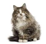 Long Hair Cat Breeds - cat-breed-info
