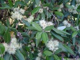 Image result for Sterculia quinqueloba