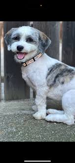 I have available appointments in August Full grooms Bath & brush De  shedding Nails Based in RWB