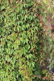 Image result for Craspedorhachis