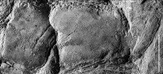 Image result for Dasylepis