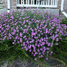 A perennial with huge, deep roots, it needs no extra water once established. Wild Four O Clock Finegardening