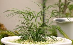 Image result for Actiniopteris semiflabellata