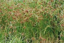 Image result for Cyperus zollingeri