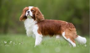 We did not find results for: Cavalier King Charles Spaniel Breed Facts And Information Petcoach