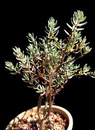 Image result for Crassula sarcocaulis