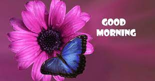 184 New Good Morning Butterfly Hd 1080p Images Pics Wallpapers Free Down Good Morning Images Flowers Free Good Morning Images Good Morning Images Download