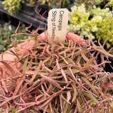 Image result for Ceropegia nilotica