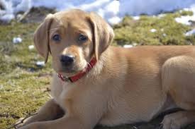 The past and the future of the fox red labrador retriever to get a better understanding of how this color variation developed and its popularity through the years, let's touch on the past, present, and future of the fox red labs. Red Fox Labradors Pets And Animals For Sale Pennsylvania