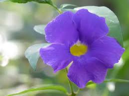 Image result for Thunbergia battiscombei