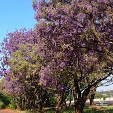 Image result for Bolusanthus