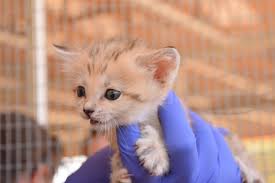 See more of wisconsin big cat rescue & educational center on facebook. Sand Cat Zooborns