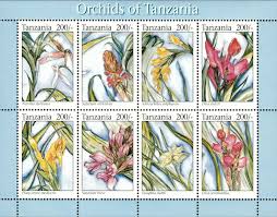 Image result for Satyrium orbiculare