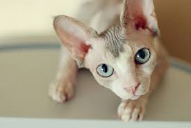 We're small cattery in barrie,on. Hairless Cat Adoption Important Tips For Bringing Home A Baldy Great Pet Care