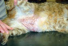 Hair loss itself can be due to a number of different causes. Pictures Of Skin Problems In Cats