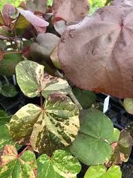 Image result for Hibiscus tiliaceus