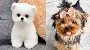 You'll fall in love with these delightful dog breeds that never lose their puppy looks. 16 Dog Breeds Look Like Puppies Forever Puppies Club