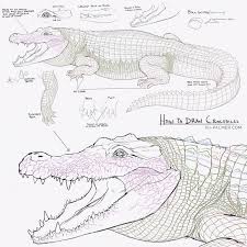 I Was Asked For Tips On Drawing Crocodiles Let Me Know If You Have Any Questions I Hope This Is Helpful Crocs Can B Animal Drawings Animal Sketches Drawings