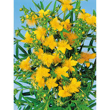 Obi Johanniskraut Gemo Gelb Hohe Ca 20 30 Cm Topf Ca 3 L Hypericum Kaufen Bei Obi