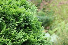 Der erste findet im frühjahr statt, der zweite nach den trockenen sommermonaten. Thuja Hecke Schneiden Wann Und Wie Schneidet Man Thujen Zuruck