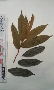 Image result for Xylopia odoratissima