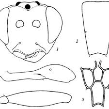 Image result for Anisopappus paucidentatus