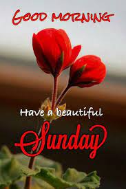 Maybe you would like to learn more about one of these? Have A Nice Sunday Quotes 81 Beautiful Sunday Good Morning Images In Hindi Dogtrainingobedienceschool Com
