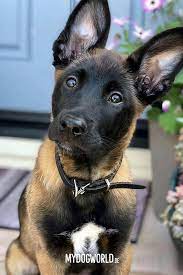 belgischer schaferhund welpe belgian malinois puppy dog puppy belgian malinois dog malinois puppies cute dogs breeds