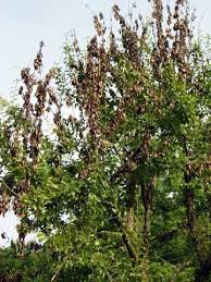 Maybe you would like to learn more about one of these? Fire Blight Control Walter Reeves The Georgia Gardener