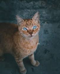 Pin By Gulcin Eker On Katzon Mit Goile Augis In 2020 Beautiful Cats Warrior Cats Pretty Cats
