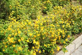 Japanese kerria is a lovely 4 to 6 feet high shrub with upright to finely textured arching stems. Kiriya Is Japanese Japanese Kerria Shrub In The Suburbs The Subtleties Of Growing Feeding Kerria Pleniflora