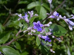 Image result for Vitex amaniensis
