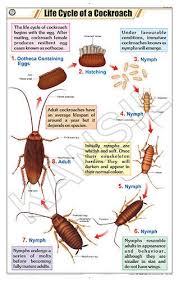 Life Cycle Of Cockroach For Zoology Chart