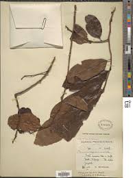 Image result for Casearia gladiiformis