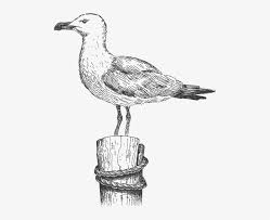 See more ideas about drawings, eagle drawing, art drawings. Clipart Transparent Library Seagull On Post Dark Harbor Seagull On Post Drawing Png Image Transparent Png Free Download On Seekpng