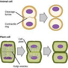 Check spelling or type a new query. Meiosis It S Stages In Cell Division Cell Cycle Mitosis Animal Cell