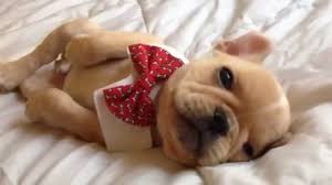 Is a french bulldog the right dog breed for you? Brody Brixton The French Bulldog Puppy Falls Asleep Wearing An Adorable Red Bow Tie