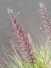 Image result for Cenchrus