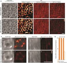 Plant cell walls from chemistry to biology. Visualizing Chemical Functionality In Plant Cell Walls Biotechnology For Biofuels Full Text