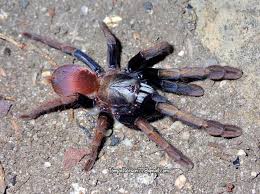 Image result for Tricalysia sp. E