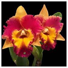 Cattleya Rlc Rungnapa Fancy Cattleya Orchid Orchids Cattleya